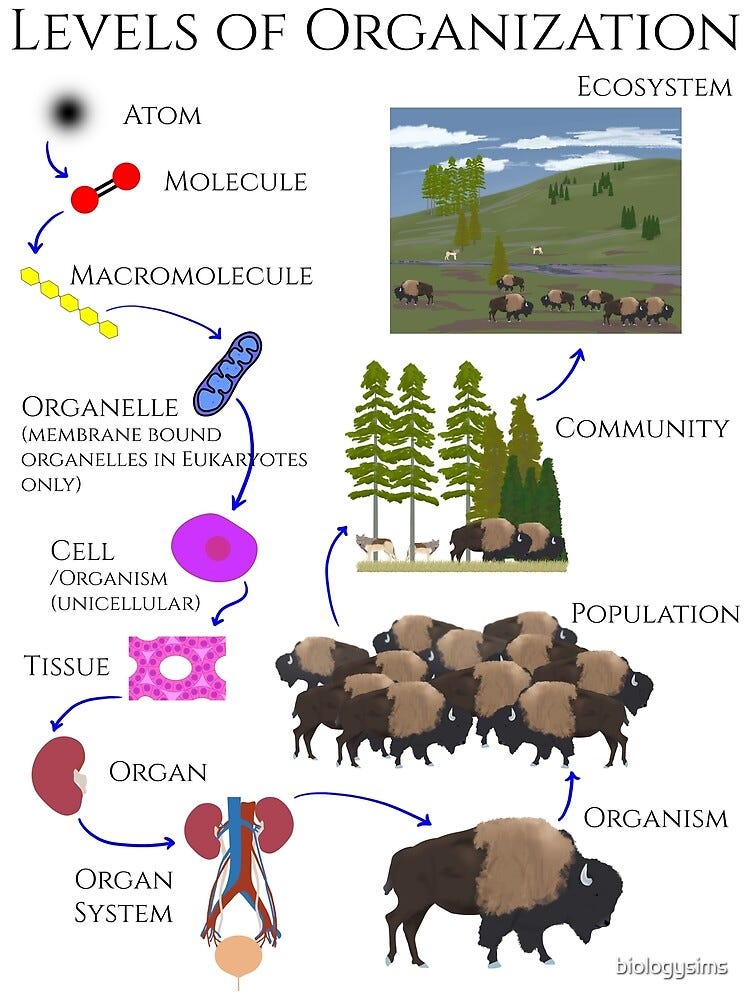 Levels of Organization | Poster