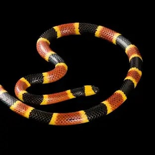 Eastern Coral Snake | National Geographic