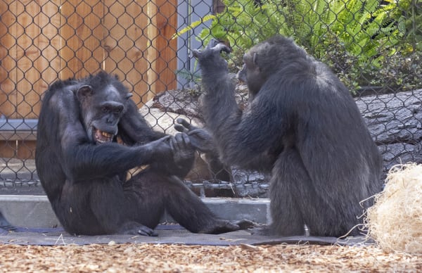 Chimpanzee - San Francisco Zoo & Gardens