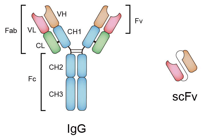 scFv Fragment Antibody - Creative Biolabs