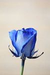 dyed_blue_rose-1