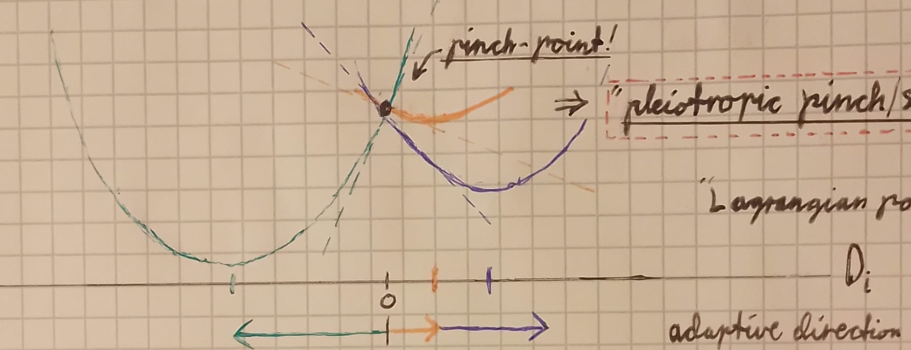 Y-axis is "free energy", X-axis state-space the dot moves in, and the colored curves represent the energy function partialized to independent subcomponents.  green really wants to go left, but the rightward projection shadow of both orange and blue combine to cancel out green.